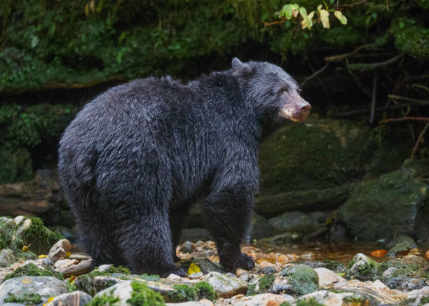 istock Black Bear Along A Stream in Canada's Great Bear Rainforest 864992344