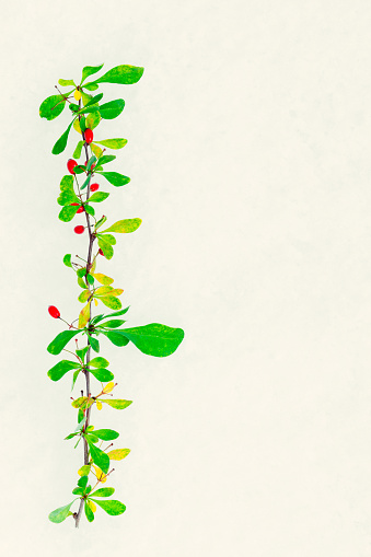 Berberis twig in autumn garb on snow background intended as design base for greetings card.