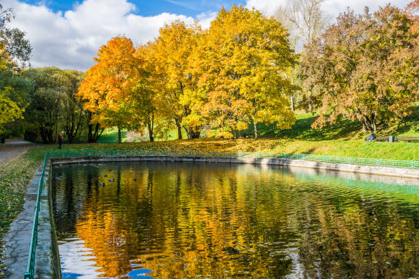 a pond in an autumn park reflecting yellow trees - kolomenskoye imagens e fotografias de stock
