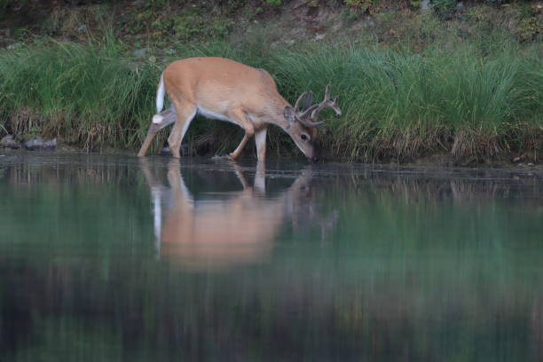 istock white-tailed deer at a alpine lake, Glacier National Park, Montana 865002902