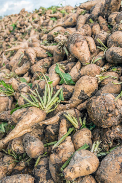 istock Freshly harvested chicory roots from close 865003278