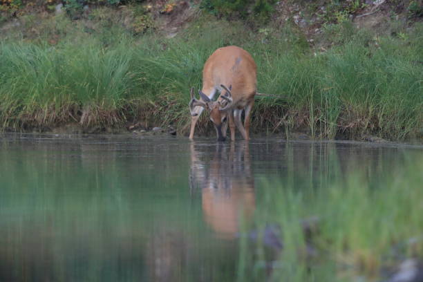 istock white-tailed deer at a alpine lake, Glacier National Park, Montana 865005162