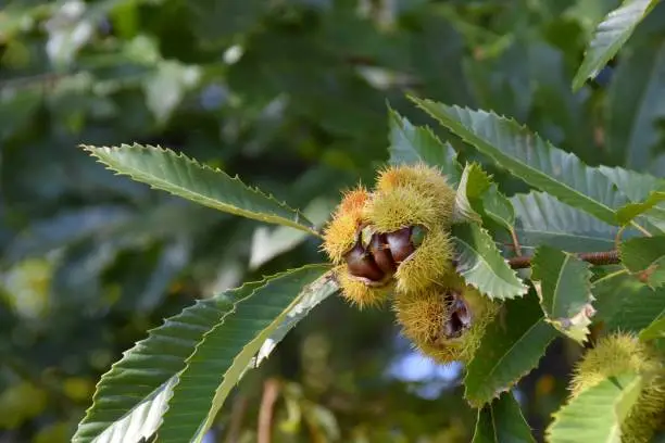 Closeup of chestnuts in a broken spiky shell on a tree branch