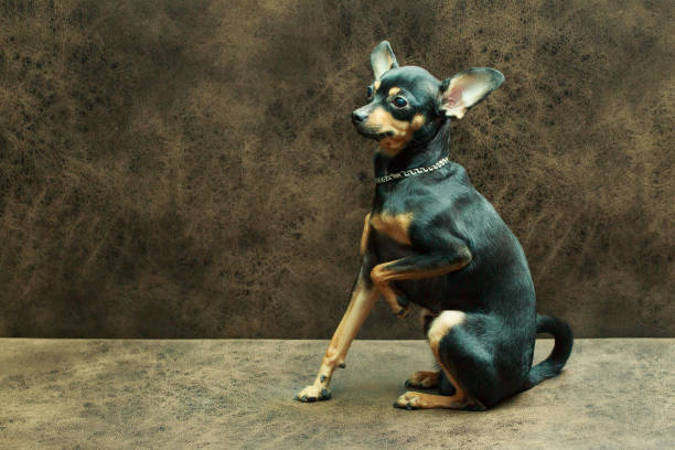 The dog sits having drawn in a foot