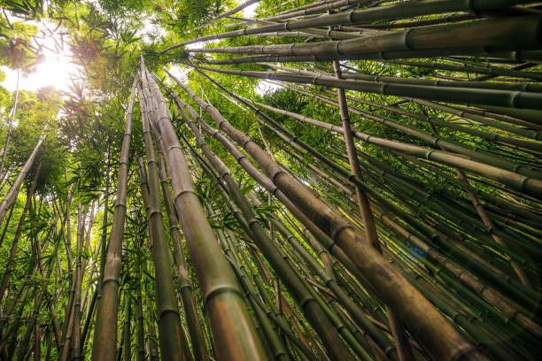 pipiwai トレイルでハレアカラ国立公園、マウイ島、ハワイ - maui haleakala national park hawaii islands usa ストックフォトと画像