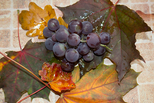grapes on yellow autumn leaves