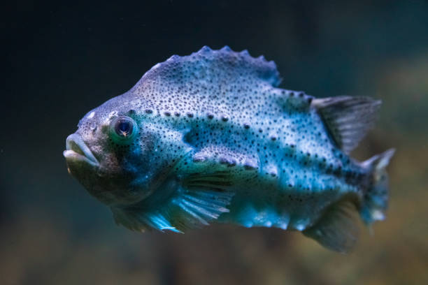 Great lumpfish at the north atlantic. Cyclopterus lumpus