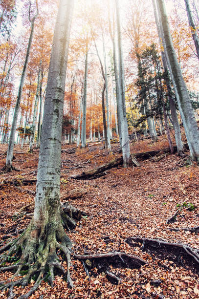 istock Autumn colorful forest with tall trees, sun rays 865009752