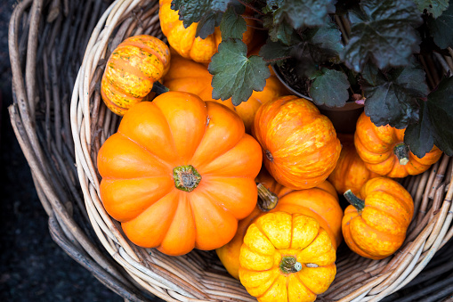 Horizontal color image depicting a huge selection of halloween pumpkins displayed and for sale at London's Borough Market. The pumpkins are available in all shaped and sizes, and for different prices. Seasonal autumnal image with copy space.