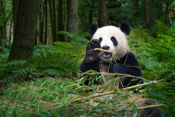 Great Panda bear sitting at the rainforest