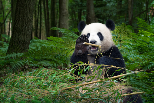 Beautiful Panda bear eating bamboo at the rainforest and wave