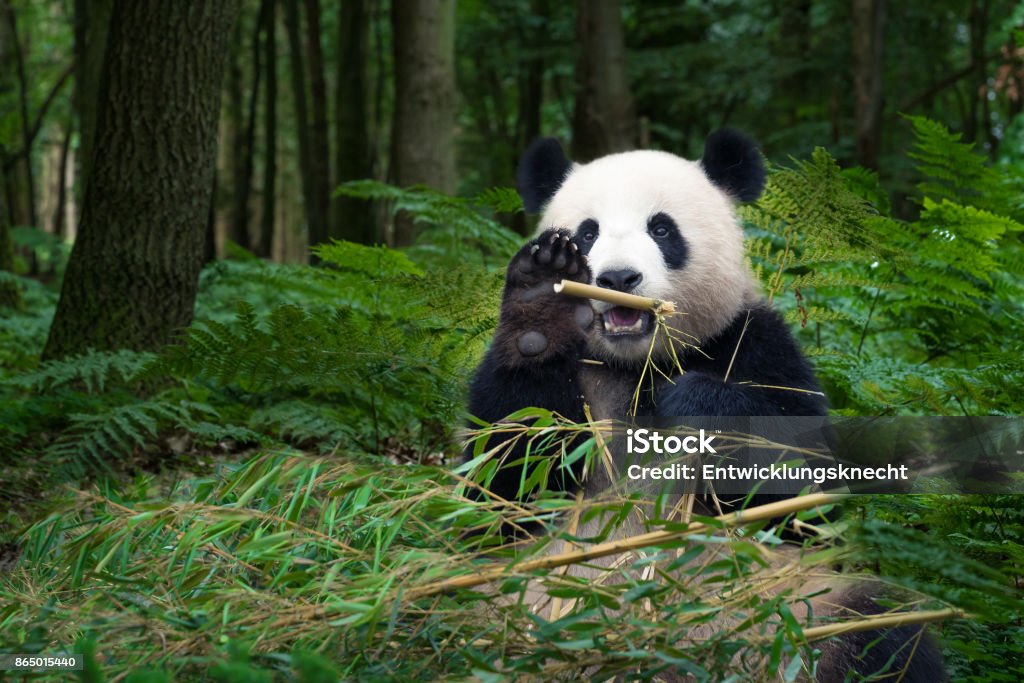 Great Panda bear sitting at the rainforest Beautiful Panda bear eating bamboo at the rainforest and wave Panda - Animal Stock Photo