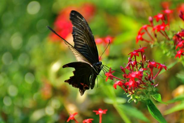 istock Pentas lanceolata Flower and Butterfly 865017158