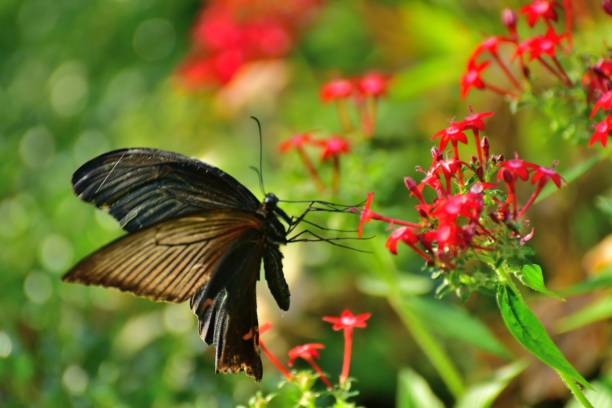 istock Pentas lanceolata Flower and Butterfly 865019244