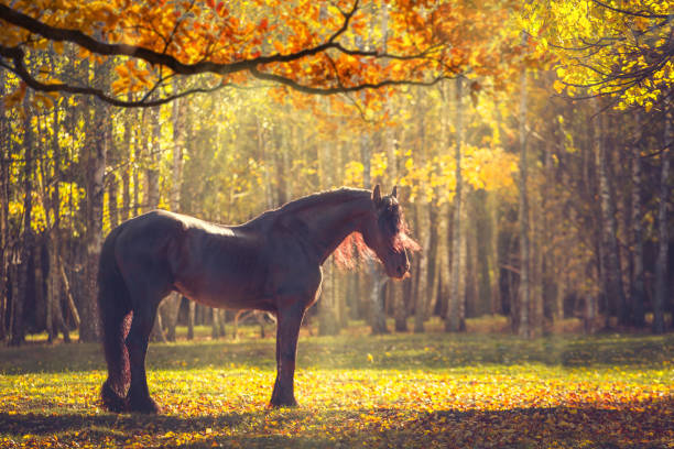 istock Big black horse in the autumn forest 865019358
