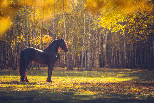istock Big black horse in the autumn forest 865019498