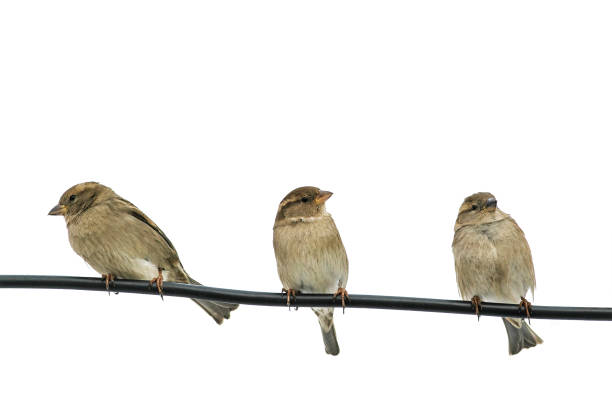 istock funny little sparrows sitting on a black wire on a white isolated background 865019820