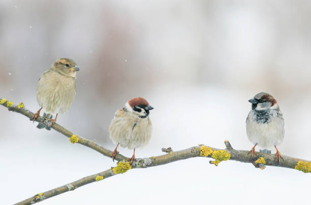 istock three funny little Sparrow sitting on a branch in winter Park during a snowfall 865019944