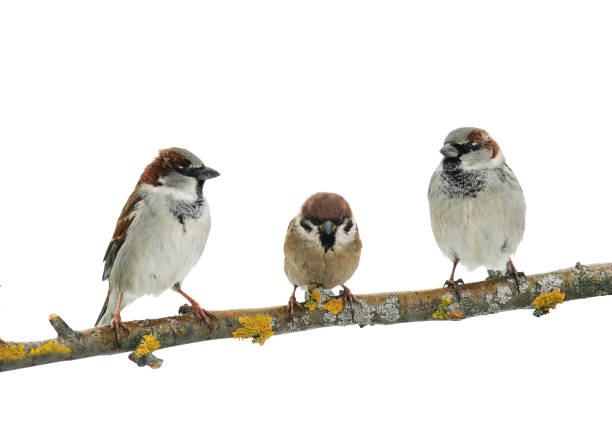 istock three cute birds Sparrow on white isolated background on a tree branch 865019946