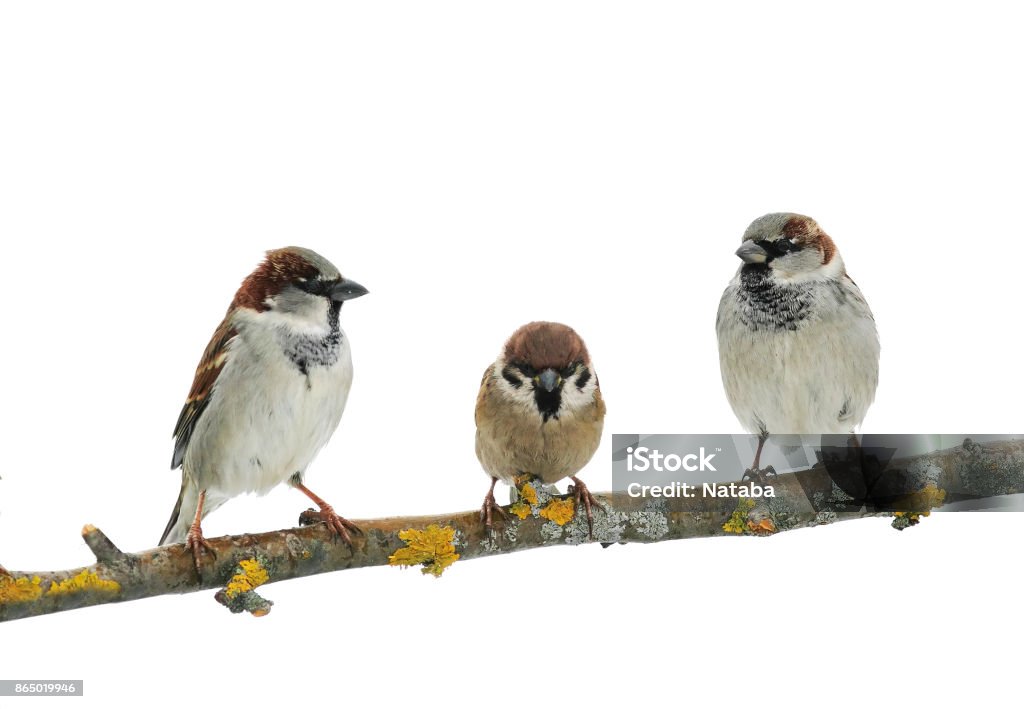 three cute birds Sparrow on white isolated background on a tree branch Medium Group Of Animals Stock Photo