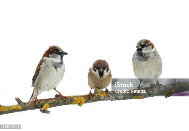 Three Cute Birds Sparrow On White Isolated Background On A Tree Branch Stock Photo - Download Image Now