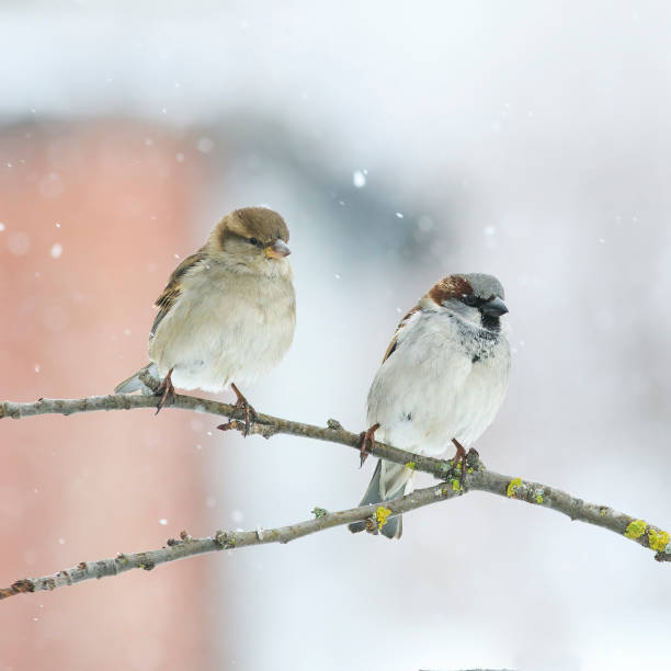 istock two funny little Sparrow sitting on a branch in winter Park during a snowfall 865019968