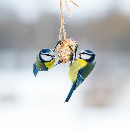 cute hungry birds fly tit at the feeders and eating seeds on the fly