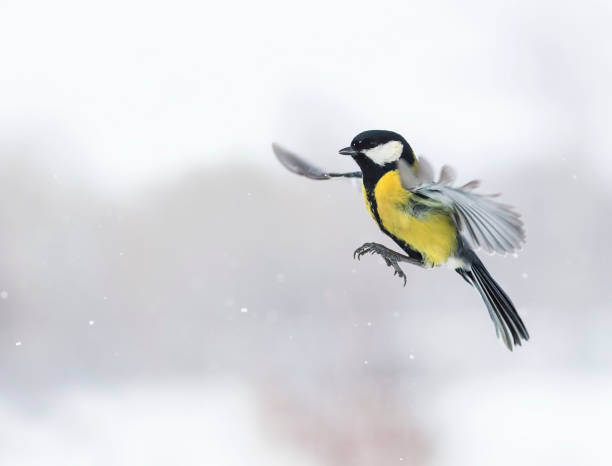 istock cute bird flying with its wings outstretched widely among snowfall 865020056