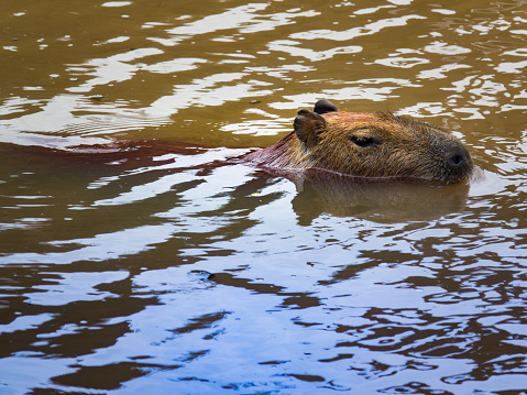 Wildlife floating Because floods forest