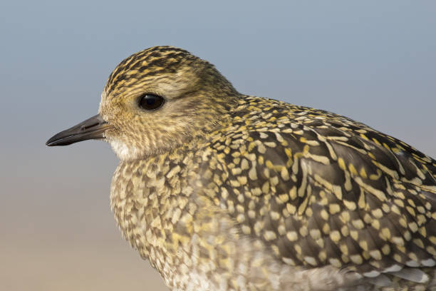 Close up of a European golden plover (Pluvialis apricaria) in the sun. European golden plover, (Pluvialis apricaria),foraging for food,enjoying the sun, wading bird, apricaria stock pictures, royalty-free photos & images