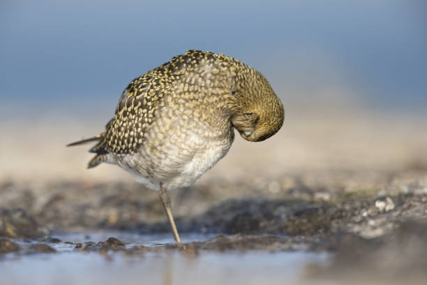 European golden plover (Pluvialis apricaria) resting in water in the sun. European golden plover, (Pluvialis apricaria),foraging for food,enjoying the sun, wading bird,preaning, apricaria stock pictures, royalty-free photos & images