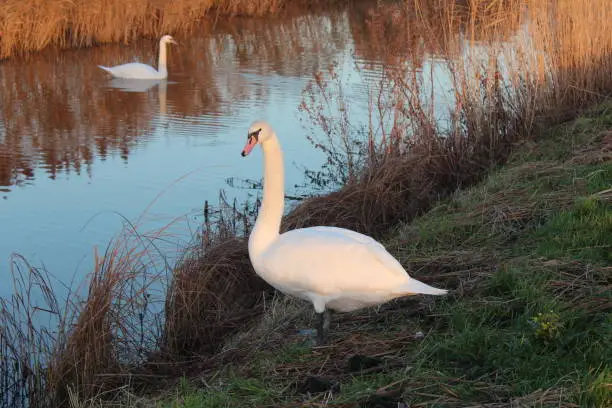 Swans in the eveningsun in the Tweemandspolder in Zevenhuizen