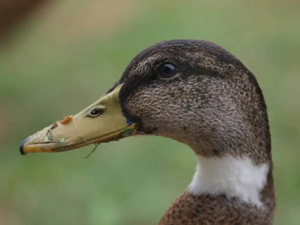 Duckhead in close up in Nieuwerkerk aan den IJssel