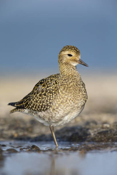 ヨーロッパ ゴールデン千鳥 (ヘマトコッカス apricaria) 太陽の下で水の休憩します。 - golden plover ストックフォトと画像