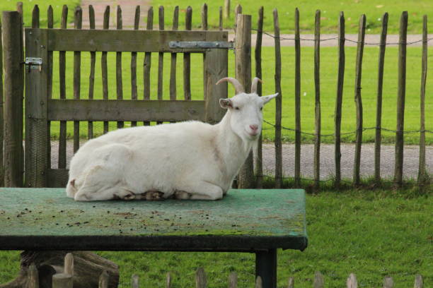 istock Goat is lazy lying on a pallet on a farm 865026200