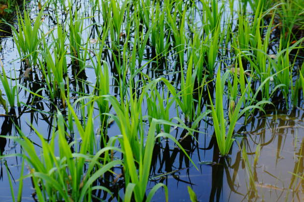 istock The green grass in autumn 865026684
