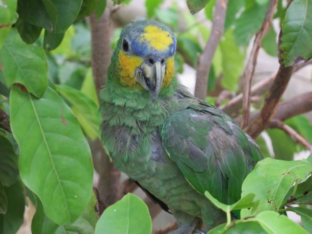 Yellow-crowned amazon parrot (Amazona ochrocephala) between leaves at the National Aviary of Colombia National Aviary of Colombia, Cartagena de Indias, Colombia yellow crowned amazon (amazona ochrocephala) stock pictures, royalty-free photos & images