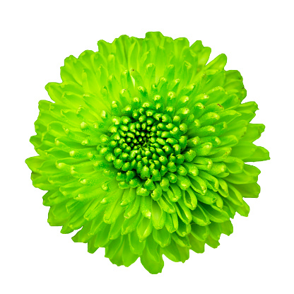 Green color, Flower, Single object, Chrysanthemum, Beauty in nature