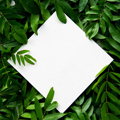 Papel blanco colocado en las hojas verdes con espacio para texto. photo