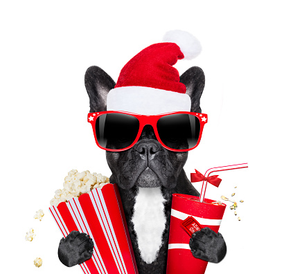french bulldog dog ready to watch a movie at the cinema  theater,  holding coke, popcorn and ticket , on christmas holidays vacation with santa claus hat