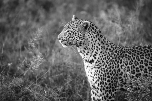 istock Leopard in South Africa 865038712