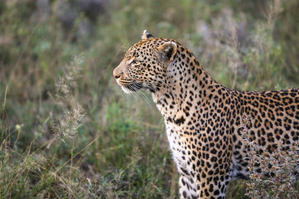 istock Leopard in South Africa 865038900