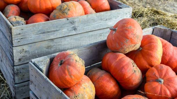 decenas de calabazas recién cogidas, sin lavar afuera apilan en cajas de madera en la luz del atardecer con la paja en el suelo. - agricultural fair farmers market squash market fotografías e imágenes de stock