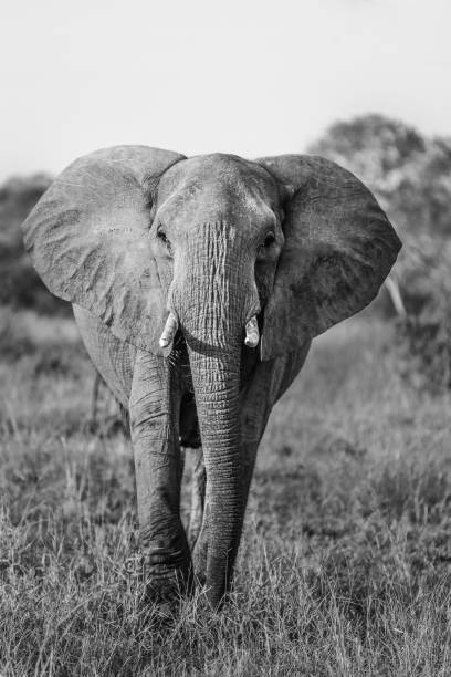 istock Elephant in the Kruger National Park 865041918