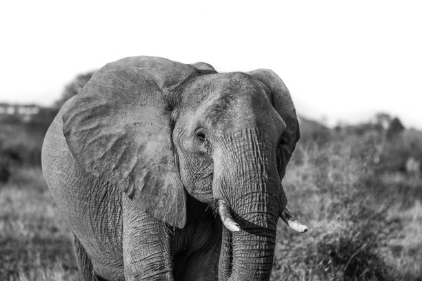 istock Elephant in the Kruger National Park 865042142