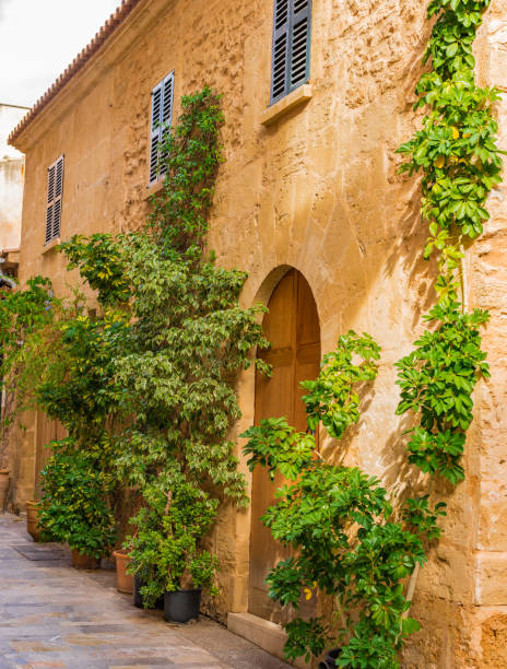 istock Spain Majorca, house doorway with potted plants 865043352