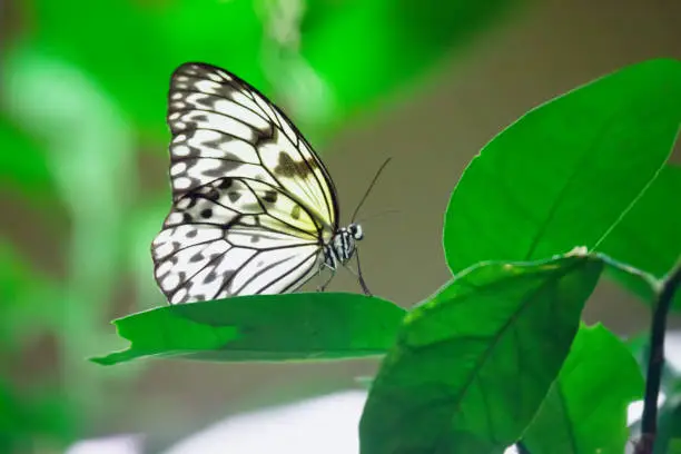 Idea leuconoe butterfly sitting on a leaf in garden