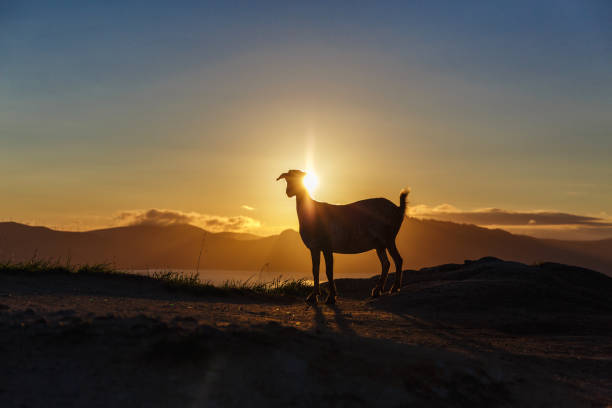istock Mountain goat at sunrise 865049048