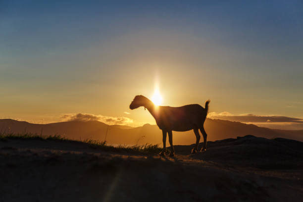 istock Mountain goat at sunrise 865049128