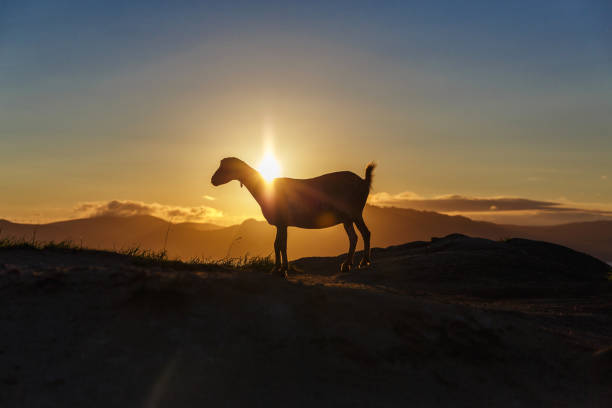 istock Mountain goat at sunrise 865049222